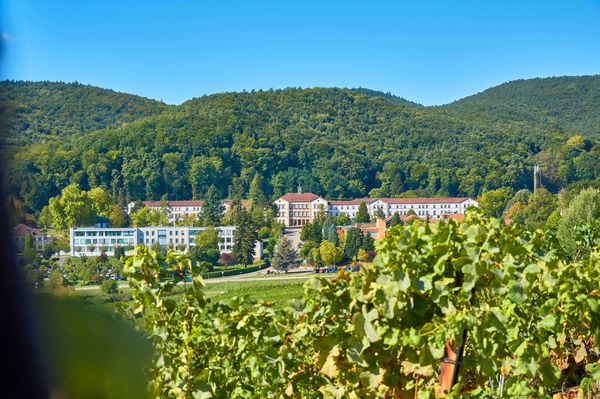 Panoramablick durch Weinreben auf grüne Landschaft und Klinikgebäude an einem sonnigen Tag