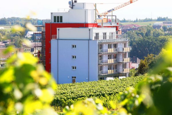Blick durch Weinreben auf ein rot-blaues Hochhaus mit Balkonen in Bad Bergzabern